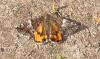 Archiearis parthenias